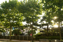 ����ˮԭ�ֵ��ճ�