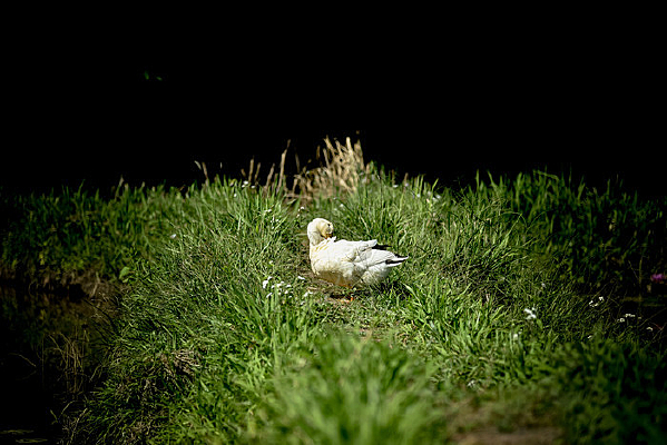 �ݵ��е�Ѽ��