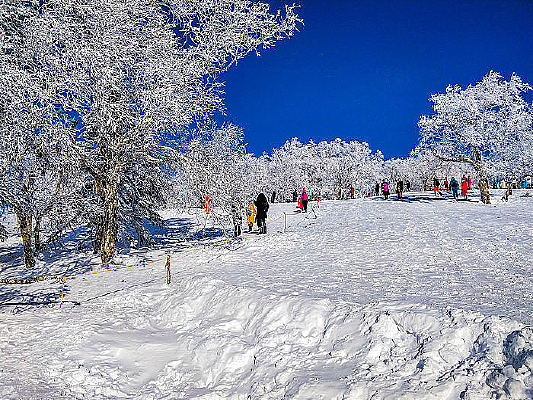 ѩ���ѩɭ��