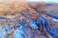 ï������ѩ�������ģ�