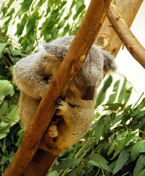 �����㽭Ұ������԰���� 