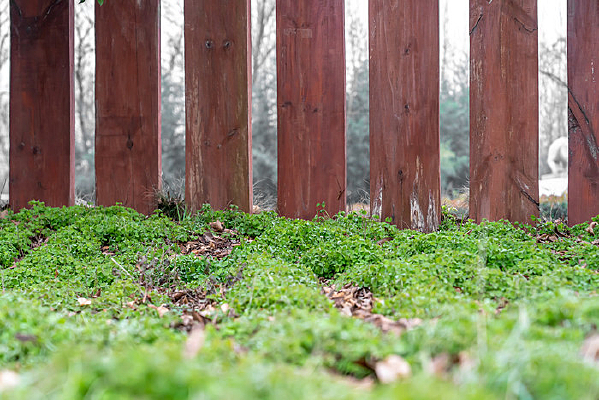 ��԰��Ĳ�ƺ