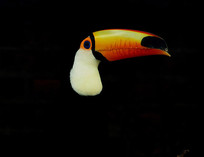 ɫϬ 