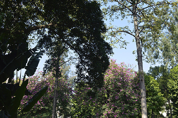 ��ľ����