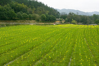 ������ɽ��ش�