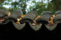 ������ɫ