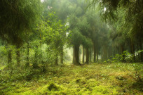 �ɶ�������̨ɽԭʼɭ�� 