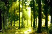 ���⴩��������̨ɽԭʼɭ�� 