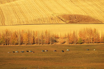 ���ױ����������ţȺ�羰