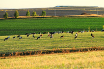 �������ţȺ 