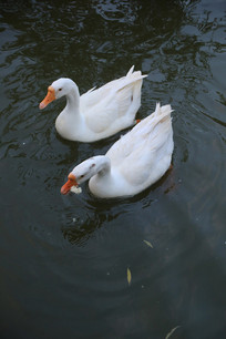 �׶�ˮ����