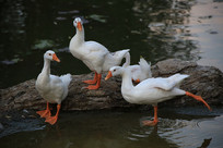 ��Ѽ������