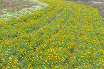 �ɶ���޹ɽ���߲ʻ���-��յ��