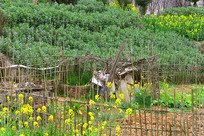 ����������԰  