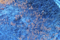 ����Ϧ����ҫ�ı�ѩɭ��