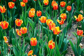 ���ɫ������