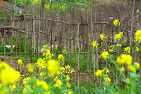 ����Ͳ˻�������ʲ˵�