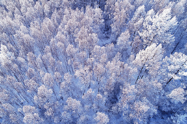 ����ѩ��