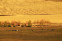 �����������ţȺ�羰