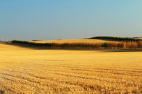 ������Ұ