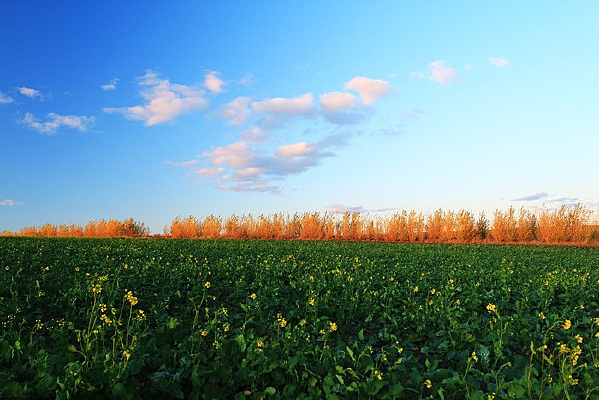 ������Ұ����