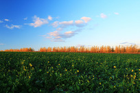 ������Ұ����