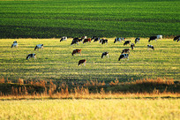 ������Ұ�������ţȺ