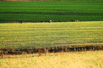 �＾��Ұũ��ţȺ