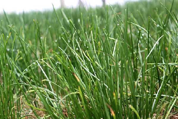 ����ʢ���Ĳ�