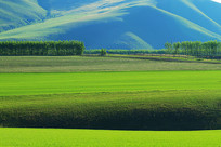 ���ױ�����ɫ����Ұ