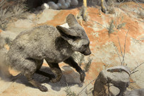 ��ʳ����Ĵ�����걾