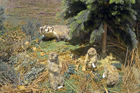 ���޲�ԭȮ��걾