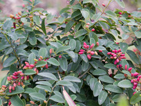 �����е�ֲ��໨������