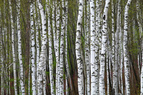 �����ַ羰