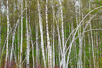 ���������ַ羰