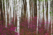 ���˰��봺���ž����ַ羰