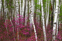 ���˰���ž黨ʢ���İ�����