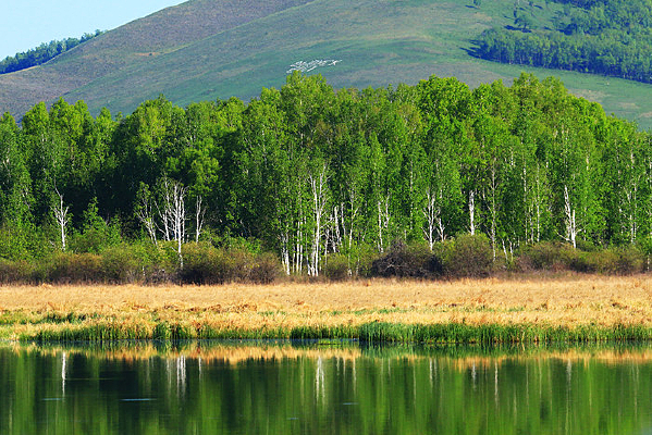 ���˰���ɭ�ֺ����