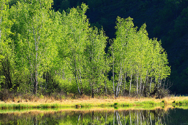 ���˰���ɭ�ֺ��� 