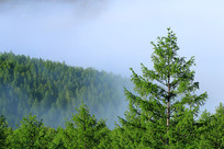 ���˰���ɭ�����ƺ��羰