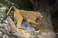 ���������걾