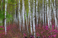 �ž黨ʢ���İ�����