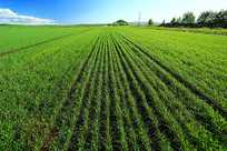 ��ɫ���� 