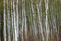 ï�ܵİ����ַ羰