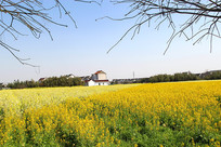 ��԰���˻�