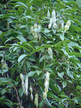 �㻨��Ѫ�ٻ�����