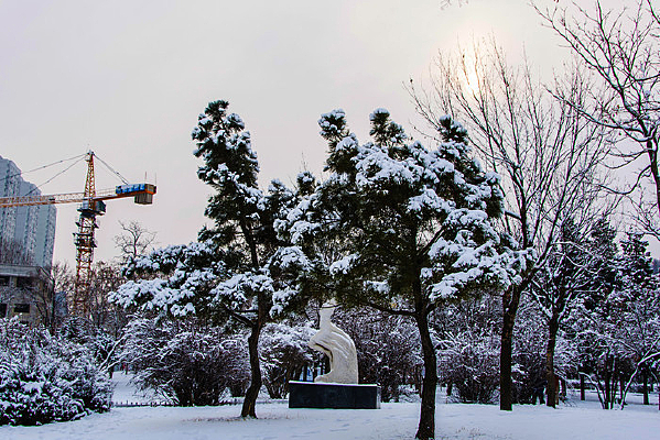 ������ѩ��������ѩ����ľ