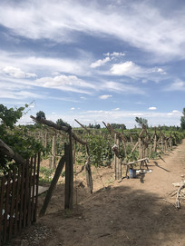 ��ֲ���ѵ�