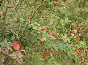 �����۹�ȫ��ֲ����̬