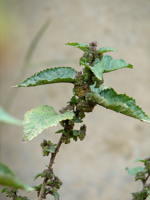 ɣ��ֲ��ˮ���黨��